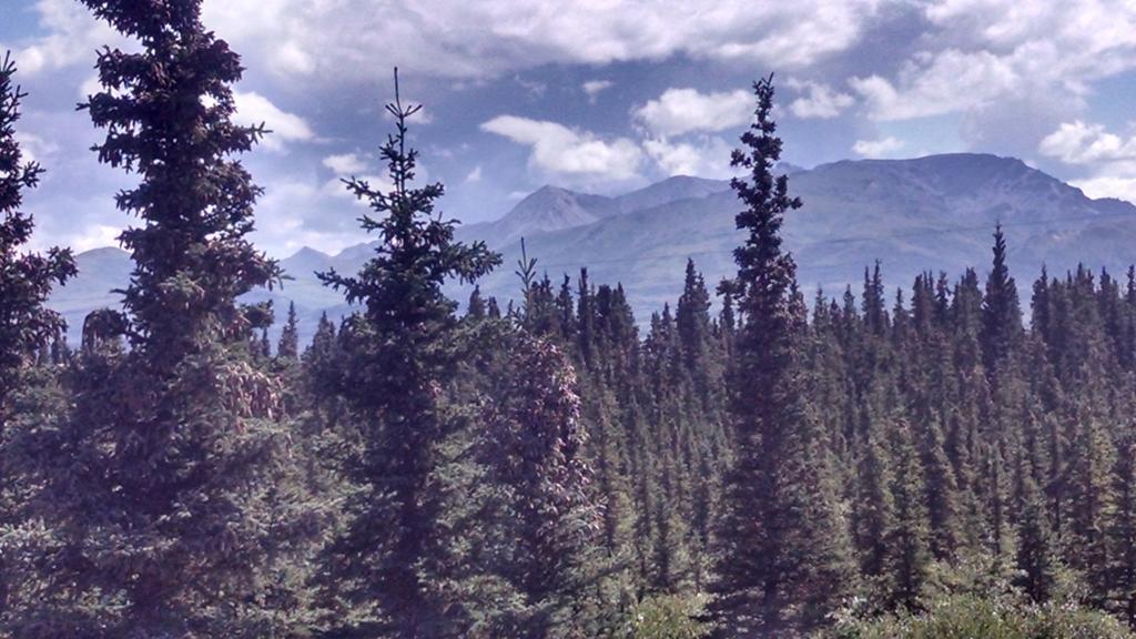 Denali'S Alaskan Spruce Cabins Healy Esterno foto